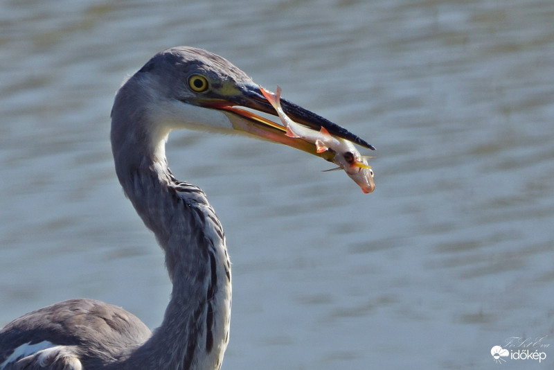 Szürke gém (Ardea cinerea) hallal