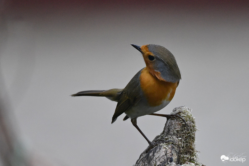 Vörösbegy-(Erithacus rubecula)-Albumba