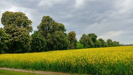 vizesmacska fotója