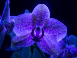 Orchidea 