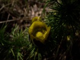 Adonis vernalis- tavaszi hérics