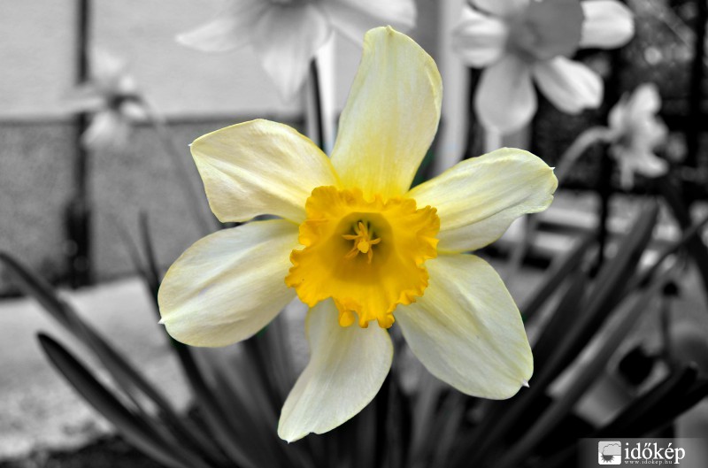 Narcissus