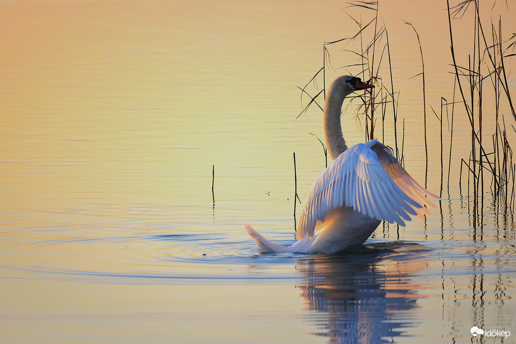 Hattyú az esti balatonban