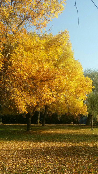 Balatonfűzfő