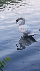 Balatonfűzfő