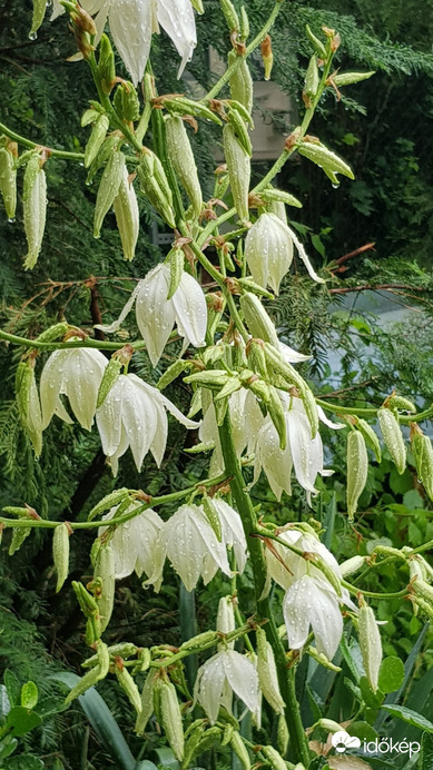 Balatonfűzfő