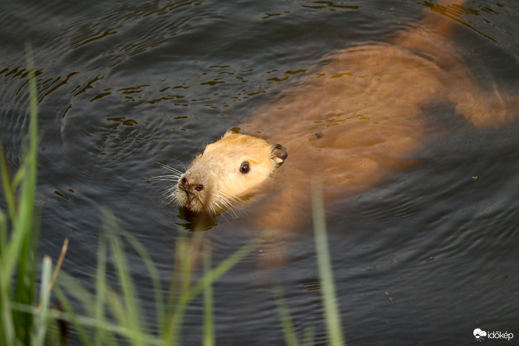 Albínó Nutria a Marcalon