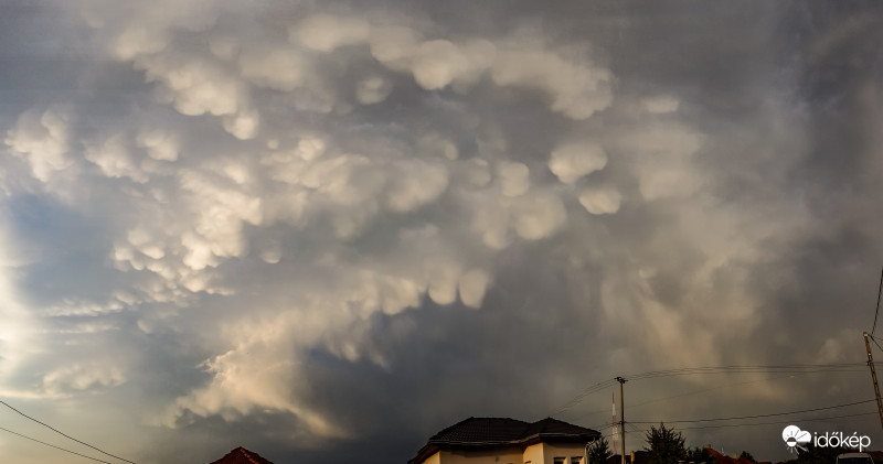 mammatus