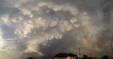 mammatus